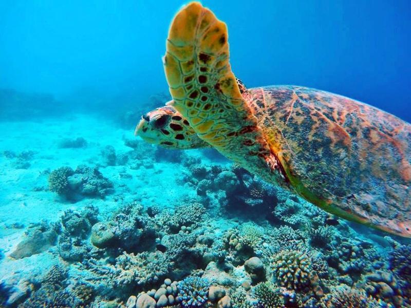 Отель Travelrim Maldives Диффуши Экстерьер фото