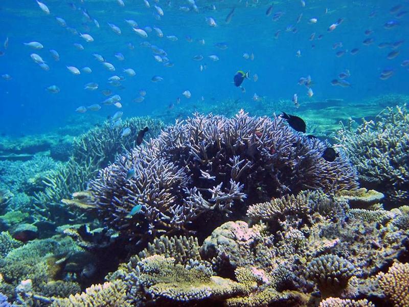 Отель Travelrim Maldives Диффуши Экстерьер фото