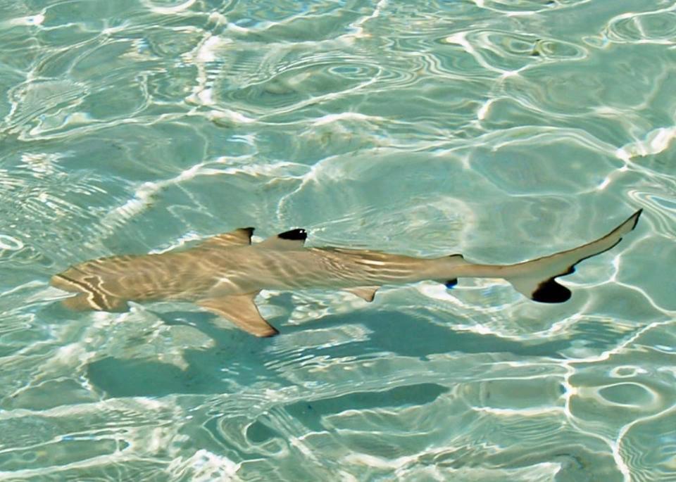 Отель Travelrim Maldives Диффуши Экстерьер фото